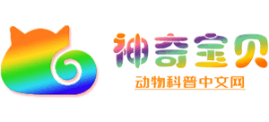 神奇宝贝
